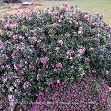 Email me when item is in stock mature height: Daphne X Transatlantica Eternal Fragrance