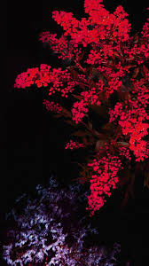 Apple Red Flower Dark Ios9 Iphone6s Wallpaper Hd Iphone Flower Iphone Wallpaper Red Flower Wallpaper Flower Wallpaper