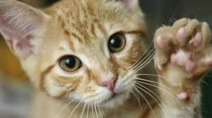 Résultat de recherche d'images pour "ma vie de chat"