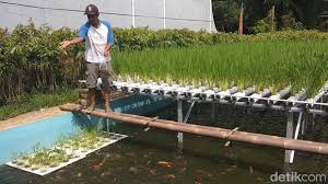 Bisa Dicontoh Menanam Padi Tanpa Harus Di Sawah Dengan Metode Hidroganik