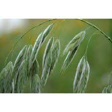 Image result for Bromus  kalmii