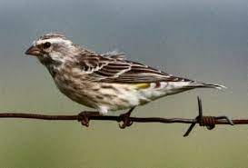Suaranya yang lebih keras dan bervariasi tentu. Ciri Blackthroat Jantan Dan Betina Dewasa Dan Trotolan Lengkap Hobi Burung