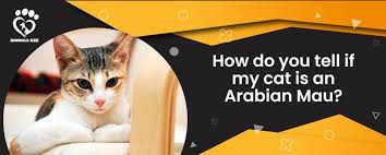 Now that they are a domesticated breed, you have to ensure that you maintain their. How Do You Tell If Your Cat Is An Arabian Mau Detailed Answer