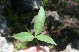 Image result for Searsia leptodictya