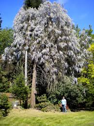 An aggressive vine sporting the longest racemes of any wisteria. Non Native Invasive Plants Chinese And Japanese Wisteria