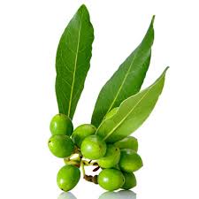 Maybe you would like to learn more about one of these? Sporoi Dafnh Fyto Laurus Nobilis Timh 1 95
