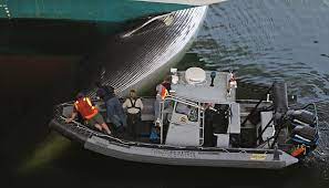 Whales and dolphins are often unable to avoid ships. Shock For Crew As Rare Fine Whale Discovered Wedged In Cruise Ship Bow Daily Mail Online
