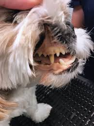When a pet is in shock, the color of its gums is very pale, and it takes a long time for the color to return to the skin when the tissue is pressed. Quiz Mucous Membrane Evaluation In Dogs Clinician S Brief