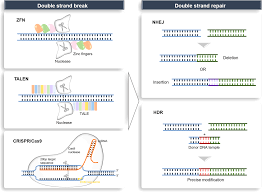 Cells are largely composed of compounds that contain carbon. Applications Of Genome Editing Technology In The Targeted Therapy Of Human Diseases Mechanisms Advances And Prospects Signal Transduction And Targeted Therapy