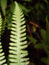 Image result for Amauropelta bergiana