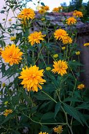 Image result for Rudbeckia Paradisio