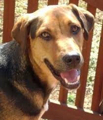 Black And Tan Coonhound For Sale In Michigan Ferlin The Black And Tan Coonhound Coonhound Black And Tan American Cocker Spaniel