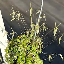 Image result for Ypsilopus