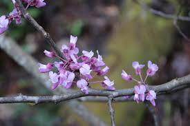 Come along with my college classmates, botany professor, and i as we spend a week camping, hiking, and photographing wildflowers in great smoky mountains. Cumberland Gal White Oak Sinks For April Fools Day