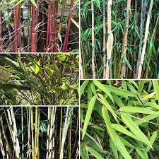 Du har kankje hørt at kjører bambu bør unngå, og for de flete. Clumping Non Invasive Bamboo Clumping Non Invasive Bamboo Plants