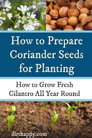 Learn How To Grow Cilantro From Coriander Seeds So You Can Enjoy Fresh Cilantro Herbs For Cooking All Growing Coriander Growing Cilantro Grow Cilantro Indoors