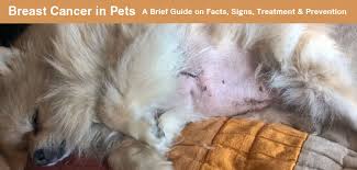Some of the signs that it's time to say goodbye to a dog with cancer include: Dog Cancer Types Symptoms Treatments