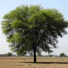 Image result for Acacia gerrardii