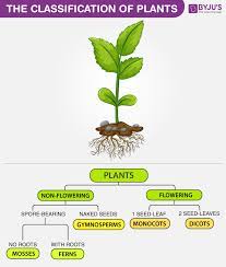Classification based on flower branches, clusters and inflorescences. The Classification Of Plants Annuals Biennials And Perennials
