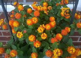 Likes full sun to part shade and looks its best when planted in groups several deep. Flowers That Bloom Year Round In Florida 11 Popular Choices