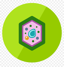Maybe you would like to learn more about one of these? The Plant Cell Plant Cell Icon Png Transparent Png Vhv