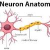 Smooth muscle contraction requires both myosin activation and actin cytoskeletal remodeling. 1