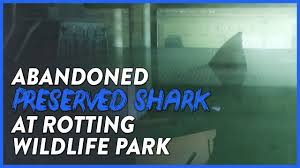 But that's not what drives the internet crazy. Abandoned Shark In Formaldehyde Abandoned Illegal Australian Wildlife Park Youtube