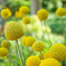 Maybe you would like to learn more about one of these? Craspedia Seeds Craspedia Globosa Billy Button Drumstick Flower Seed