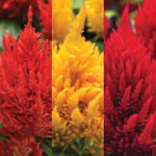 Celosia First Flame Mix Flower Seeds Flowers All Flowers