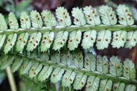 Image result for Marattiaceae