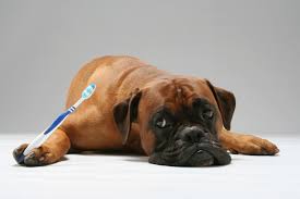 Broadway pet hospital in merrillville, in is a local veterinary clinic and animal hospital that provides health care services for your cat or dog. Home Veterinarian In Vallejo Ca Broadway Pet Hospital