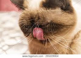For example, liver and kidney disease can cause lip smacking, and so can dehydration, further suggests dr. Lip Smacking Images Illustrations Vectors Free Bigstock