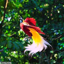 1 bp blogspot com klixu9 mywi vijolwswqmi aaaaaaaabzc 643dnu7bvvm s1600 mutlu 2bpatiler 2bcennet 2bk greater bird of paradise colorful birds birds of paradise