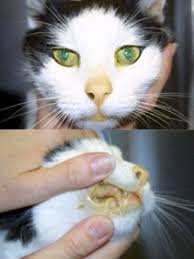 Along with its needed effects, methimazole may cause some unwanted effects. Methimazole Advanced Veterinary Medical Imaging