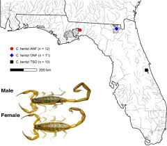 Female-biased population divergence in the venom of the Hentz striped  scorpion (Centruroides hentzi) - ScienceDirect