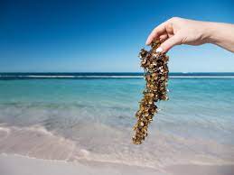 Si el sargazo posee un papel importante en el equilibrio. El Sargazo En La Riviera Maya Que Es Y Cuando Se Da El Viajista