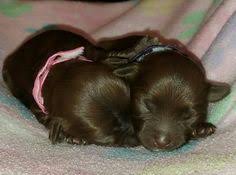 Havanese puppies for sale near austin, texas, usa, page 1 (10 per page) puppyfinder.com is your source for finding an ideal havanese puppy for sale near austin, texas, usa area. 41 Austin Havanese Puppies Austin Havanese Gmail Com Ideas Havanese Puppies Havanese Breeders Havanese