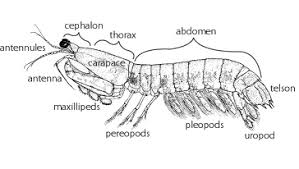 Dans le cas des vertébrés aériens , exception faite , néanmoins , du cas des batraciens. Crustaceamorpha