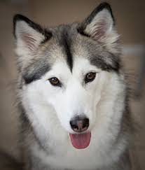 Check spelling or type a new query. Siberian Husky Wikipedia