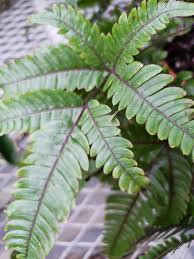Image result for Pteris burtonii