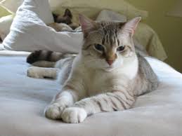 Possible Snowshoe Siamese And Lynx Point Siamese Mix Cat Breeds Snowshoe Siamese My Animal