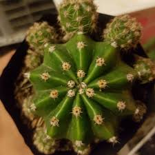 This stunner of a cultivar is lined with ridges dotted with white spines. Rainbow Bursts Echinopsis Tubiflora Shopee Philippines