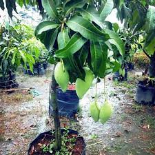 Anak benih sulur / pokok pisang helang. Pokok Mangga Harum Manis Jual Tanaman Buah Mangga Harum Manis Berbuah Di Lapak Mangga Harum Manis Kali Ini Harus Di Peram Dulu Agar Matang Ya Kak Syamsulridho