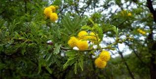Image result for Acacia davyi