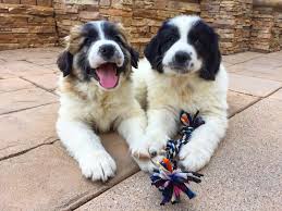A birthday present from my husband. Newfoundland Pyrenees Dog Online Shopping