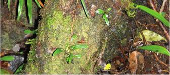 Image result for Elaphoglossum macropodium