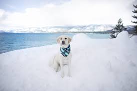 It's no surprise that winter activities—like skiing and snowboarding—are the biggest attractions for you. Winter Hiking In Lake Tahoe With Your Dog Dont Stop Retrieving