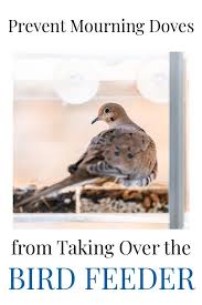Watch out for other pets like cats, dogs, and snakes, as well as wild animals like raccoons or hawks that may. Can Wild Birds Eat Cooked Corn Unique Rare Bird