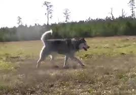 530 likes · 1 talking about this · 82 were here. Nachdem Er Ein Leben Lang Angekettet War Darf Der Husky Biscuit Das Erste Mal Auf Einem Feld Rennen