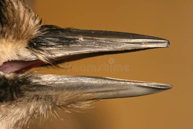 Woody wood pecker stock image. Image of beak, zoology - 12676419
